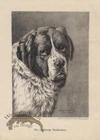 1890s Dogs 41